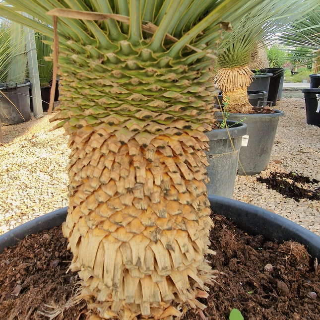 Yucca rostrata - tronc de 20 à 30 centimètres