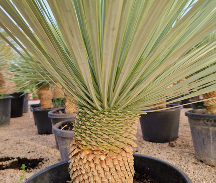 Yucca rostrata - tronc de 20 à 30 centimètres