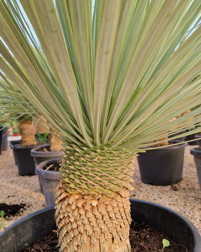 Yucca rostrata - tronc de 20 à 30 centimètres