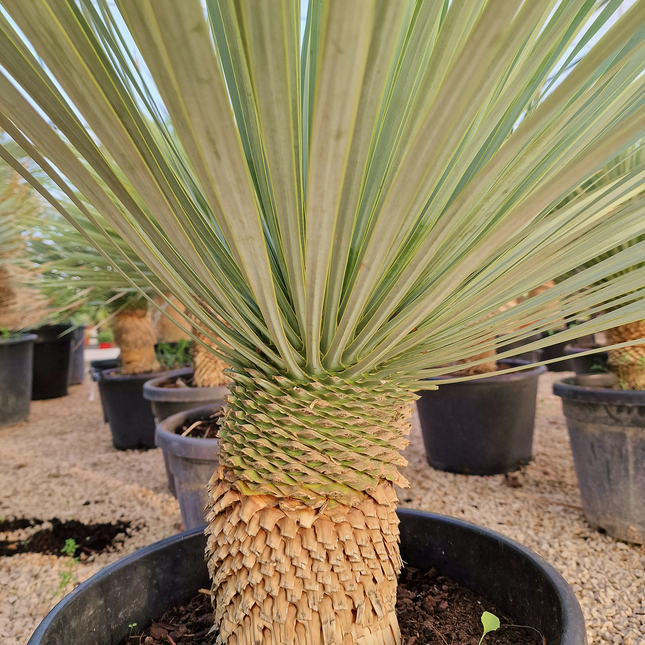 Yucca rostrata - tronc de 20 à 30 centimètres