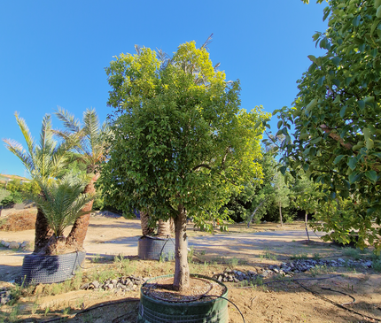 Camphrier - Cinnamomum camphora – Hauteur 4 mètres