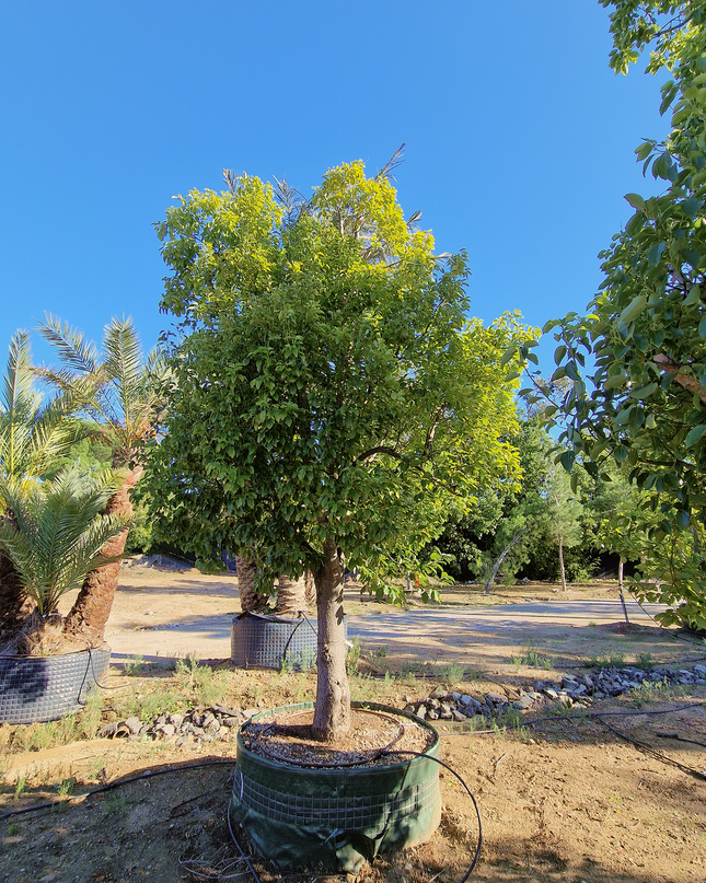 Camphrier - Cinnamomum camphora – Hauteur 4 mètres