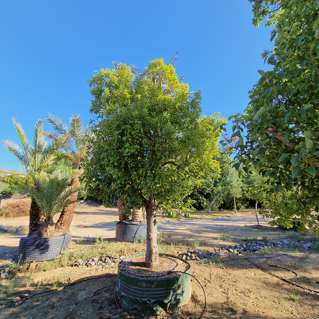 Camphrier - Cinnamomum camphora – Hauteur 4 mètres