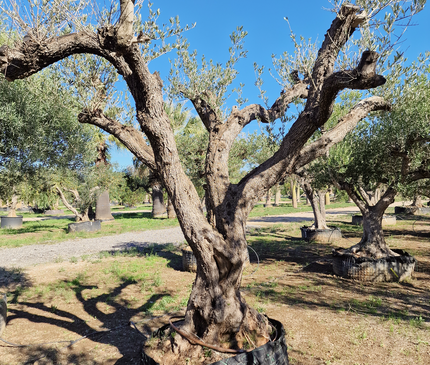 Olivier centenaire (Olea europaea) – 1,70 mètre