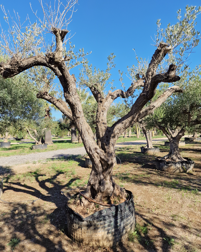 Olivier centenaire (Olea europaea) – 1,70 mètre