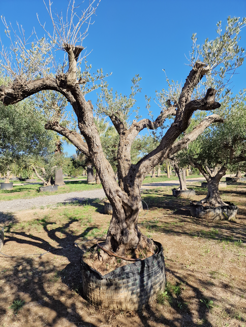 Olivier centenaire (Olea europaea) – 1,70 mètre