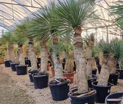 Yucca rostrata - tronc de 120 à 140 centimètres