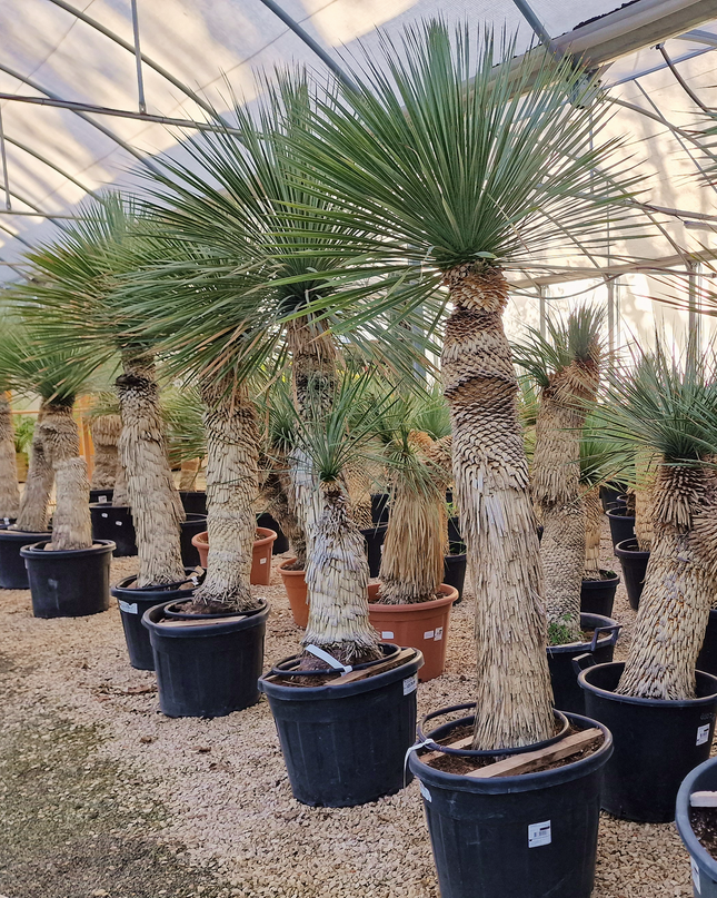 Yucca rostrata - tronc de 120 à 140 centimètres