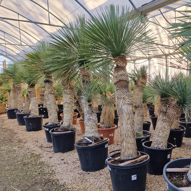 Yucca rostrata - tronc de 120 à 140 centimètres