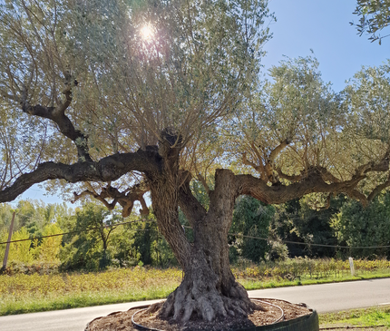 Olivier multi-centenaire (Olea europaea) – Arbre d’exception
