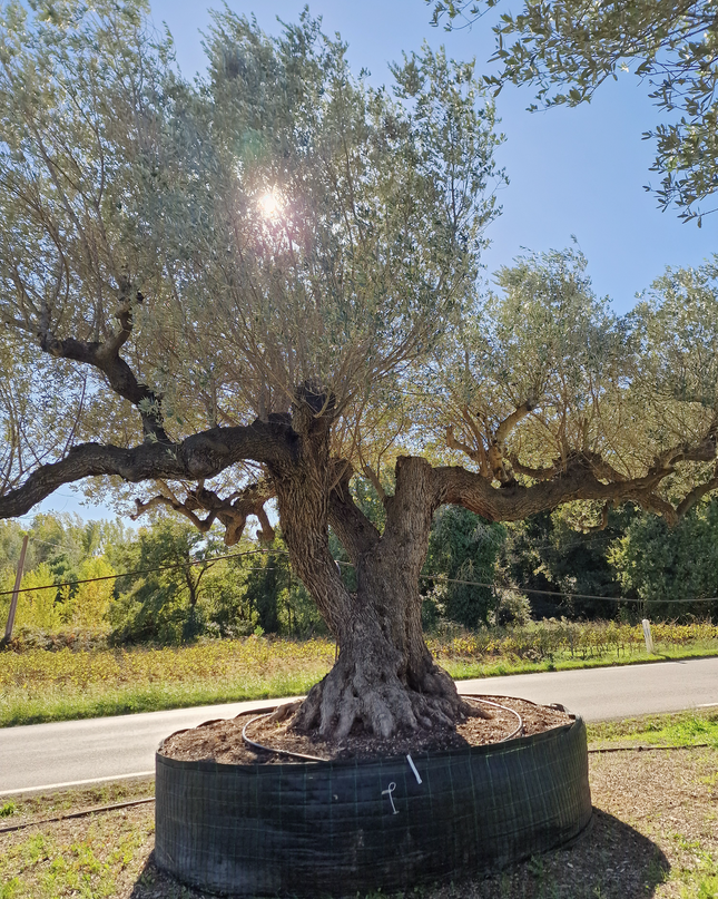 Olivier multi-centenaire (Olea europaea) – Arbre d’exception
