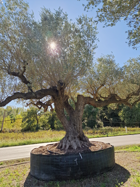 Olivier multi-centenaire (Olea europaea) – Arbre d’exception
