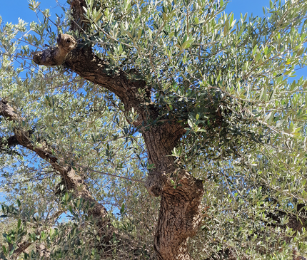 Olivier centenaire (Olea europaea) – 1,80 mètre