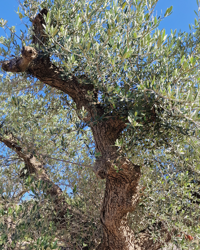 Olivier centenaire (Olea europaea) – 1,80 mètre