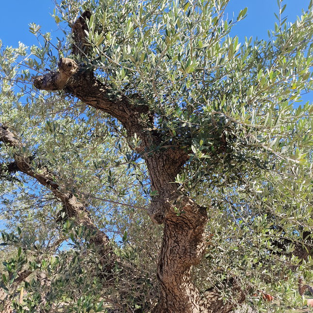Olivier centenaire (Olea europaea) – 1,80 mètre