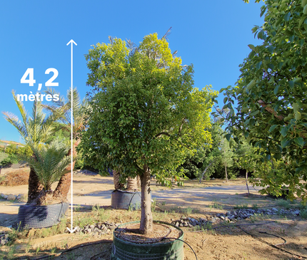 Camphrier - Cinnamomum camphora – Hauteur 4 mètres