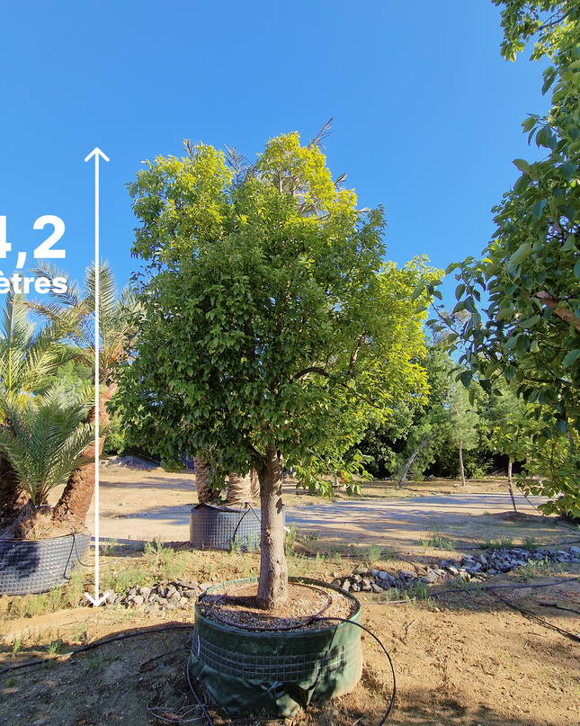 Camphrier - Cinnamomum camphora – Hauteur 4 mètres