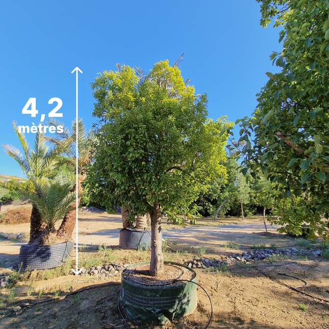 Camphrier - Cinnamomum camphora – Hauteur 4 mètres