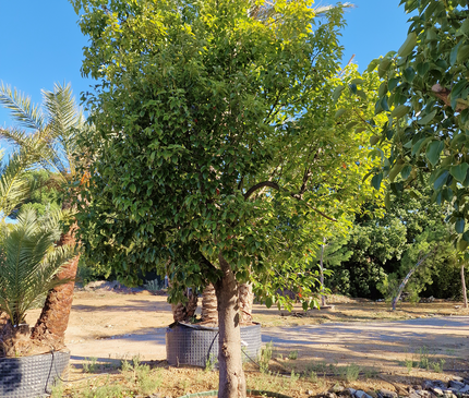 Camphrier - Cinnamomum camphora – Hauteur 4 mètres