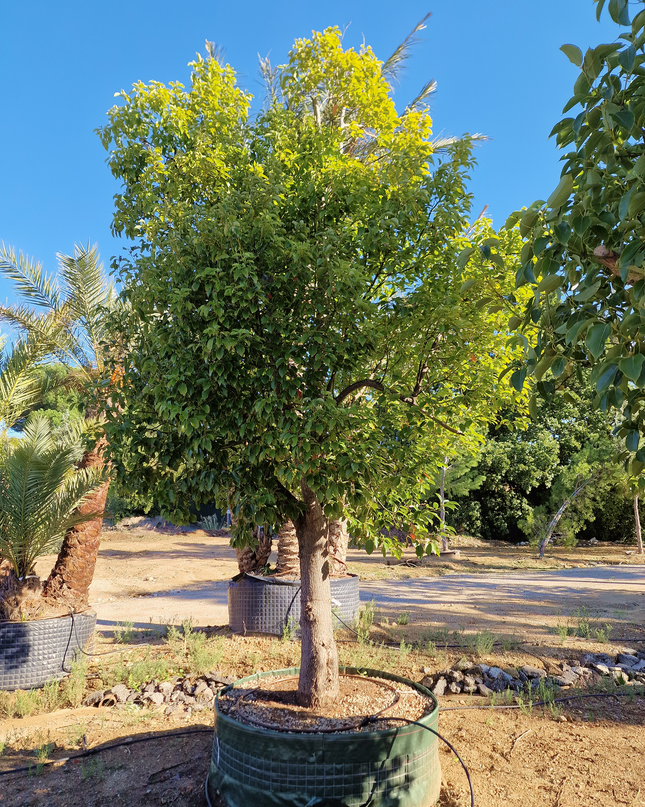 Camphrier - Cinnamomum camphora – Hauteur 4 mètres