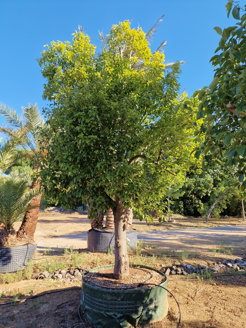 Camphrier - Cinnamomum camphora – Hauteur 4 mètres