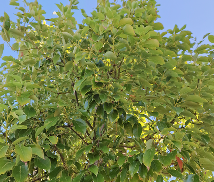 Camphrier - Cinnamomum camphora – Hauteur 4 mètres