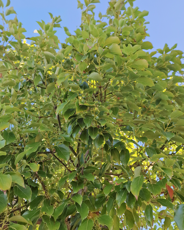 Camphrier - Cinnamomum camphora – Hauteur 4 mètres