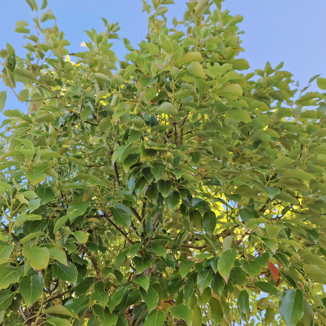Camphrier - Cinnamomum camphora – Hauteur 4 mètres