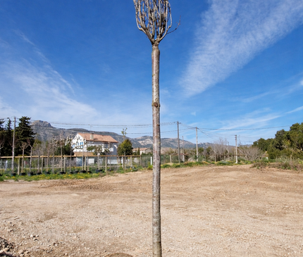 Cerisier du Japon - Prunus serrulata  18/20 cm – 3 mètres de hauteur - Arbre d’ornement à floraison spectaculaire
