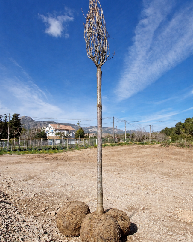 Cerisier du Japon - Prunus serrulata  18/20 cm – 3 mètres de hauteur - Arbre d’ornement à floraison spectaculaire