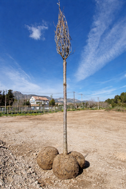 Cerisier du Japon - Prunus serrulata  18/20 cm – 3 mètres de hauteur - Arbre d’ornement à floraison spectaculaire