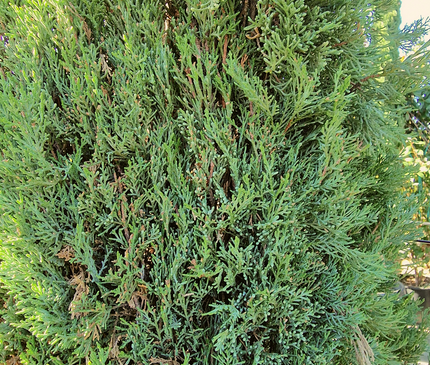 Cyprès de Provence / Cyprès de Florence – 5 à 5,5 mètre