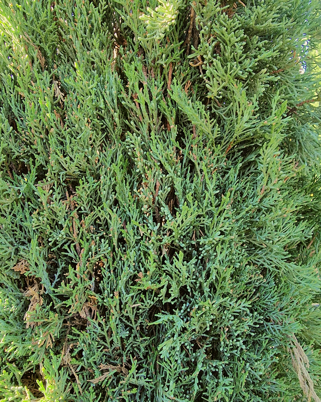 Cyprès de Provence / Cyprès de Florence – 5 à 5,5 mètre