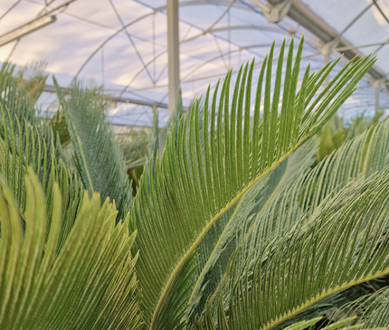 Cycas revoluta – Sagou du Japon – 120 à 130 cm