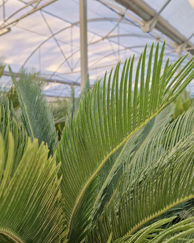 Cycas revoluta – Sagou du Japon – 120 à 130 cm