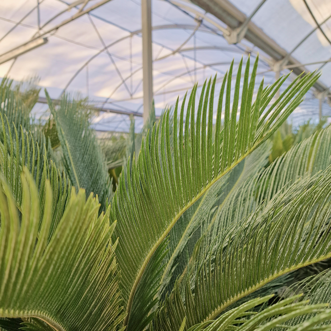 Cycas revoluta – Sagou du Japon – 120 à 130 cm
