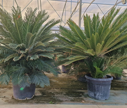 Cycas revoluta – Sagou du Japon – 120 à 130 cm