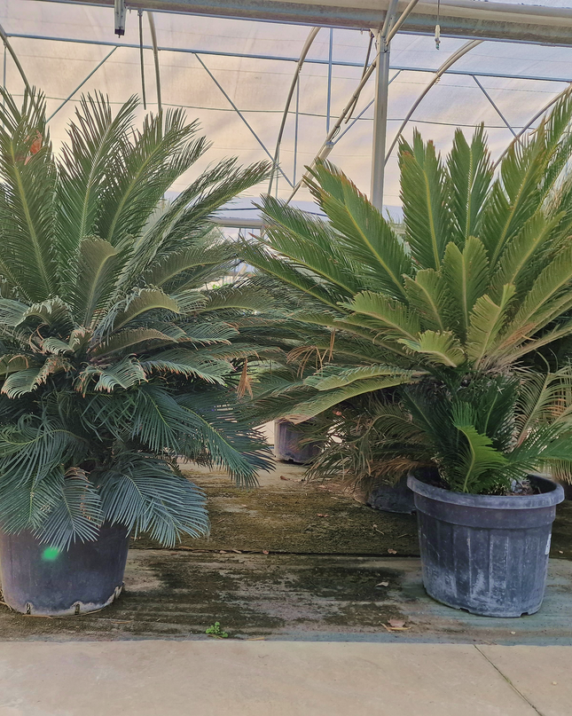 Cycas revoluta – Sagou du Japon – 120 à 130 cm