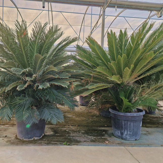 Cycas revoluta – Sagou du Japon – 120 à 130 cm