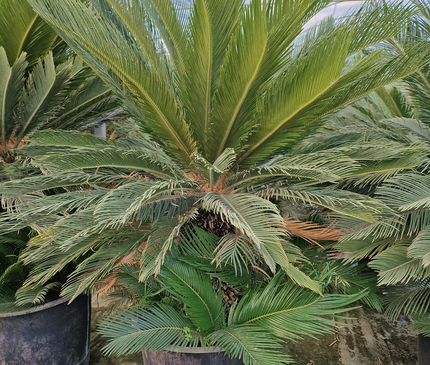 Cycas revoluta – Sagou du Japon – 120 à 130 cm