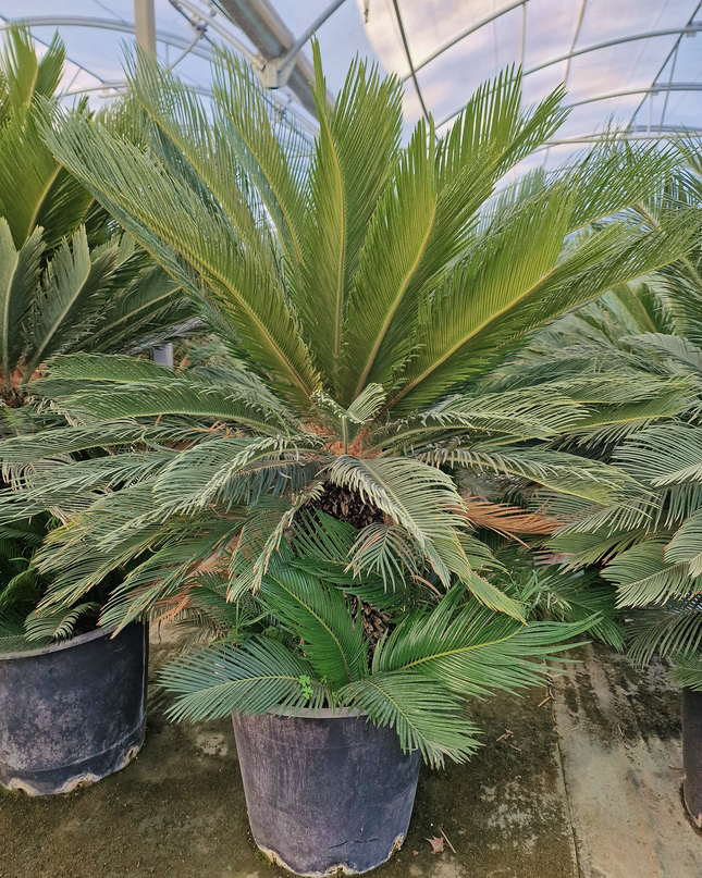 Cycas revoluta – Sagou du Japon – 120 à 130 cm