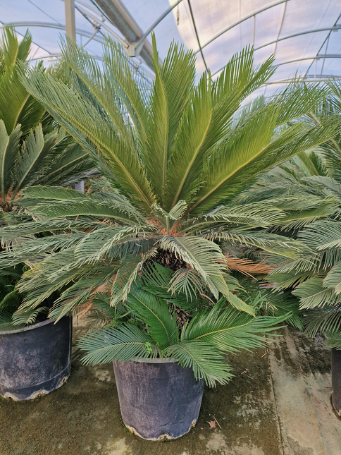Cycas revoluta – Sagou du Japon – 120 à 130 cm