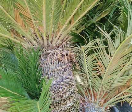 Cycas revoluta – Sagou du Japon – 120 à 130 cm