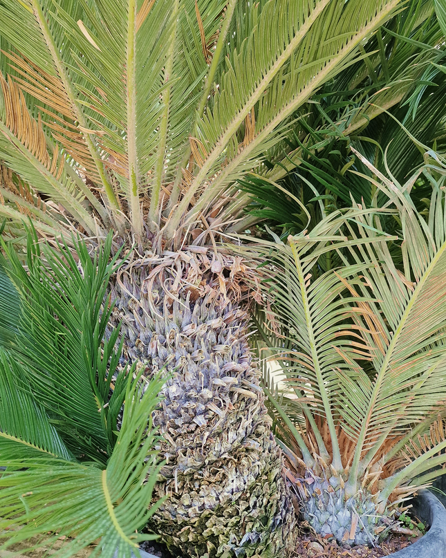 Cycas revoluta – Sagou du Japon – 120 à 130 cm