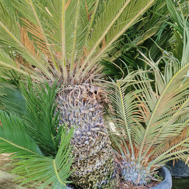 Cycas revoluta – Sagou du Japon – 120 à 130 cm