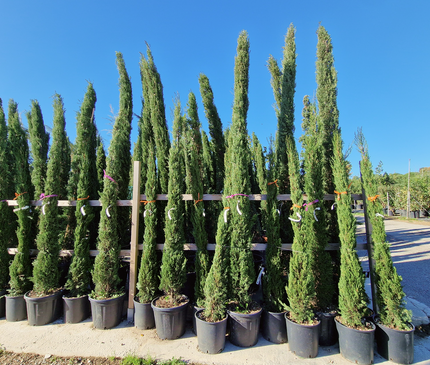 Cyprès de Provence (Cupressus sempervirens) – Hauteur 2 mètres