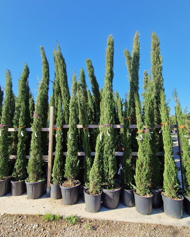 Cyprès de Provence (Cupressus sempervirens) – Hauteur 2 mètres