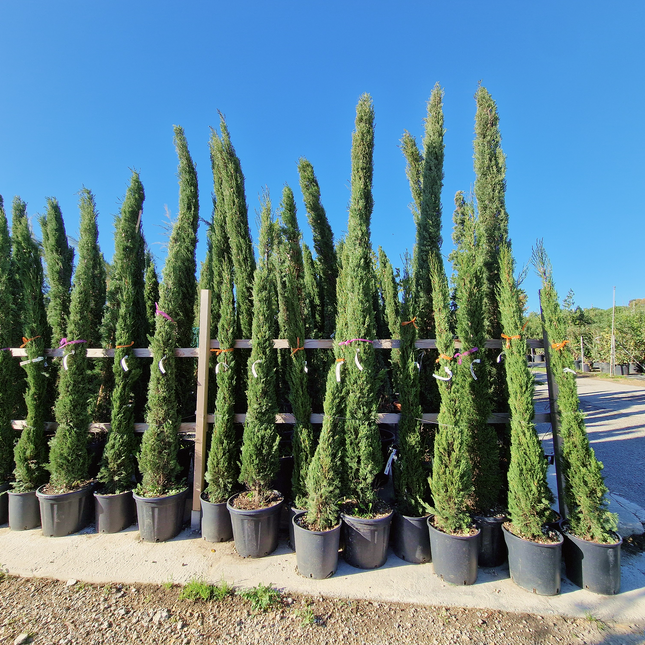 Cyprès de Provence (Cupressus sempervirens) – Hauteur 2 mètres