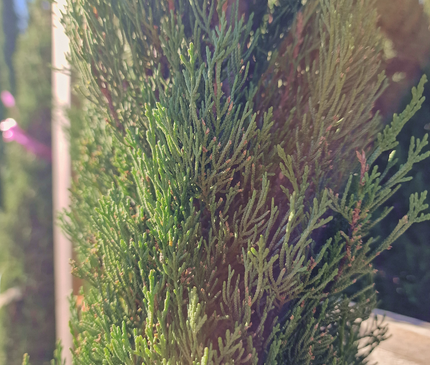 Cyprès de Provence (Cupressus sempervirens) – Hauteur 2 mètres