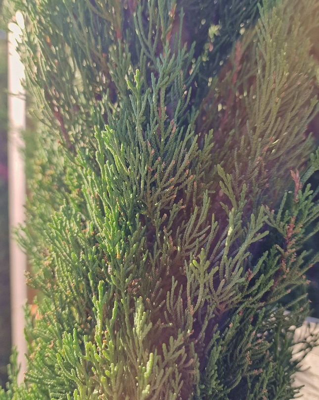 Cyprès de Provence (Cupressus sempervirens) – Hauteur 2 mètres